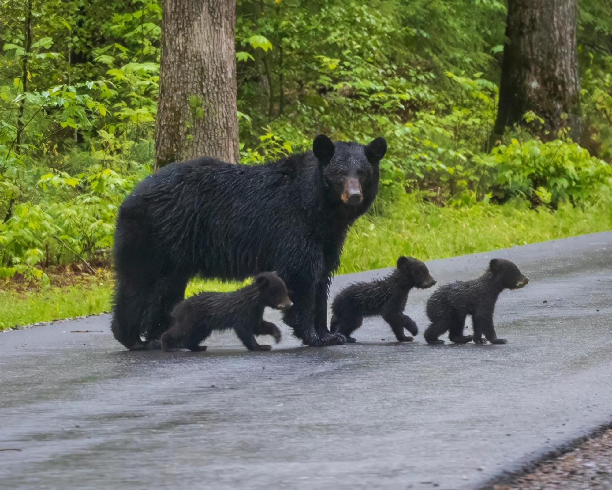 Lazy Bear Lodge, Hot Tub, Resort Pool, Wifi, 1089 Free Tickets Each Paid Day, Dollywood And More Gatlinburg Ngoại thất bức ảnh